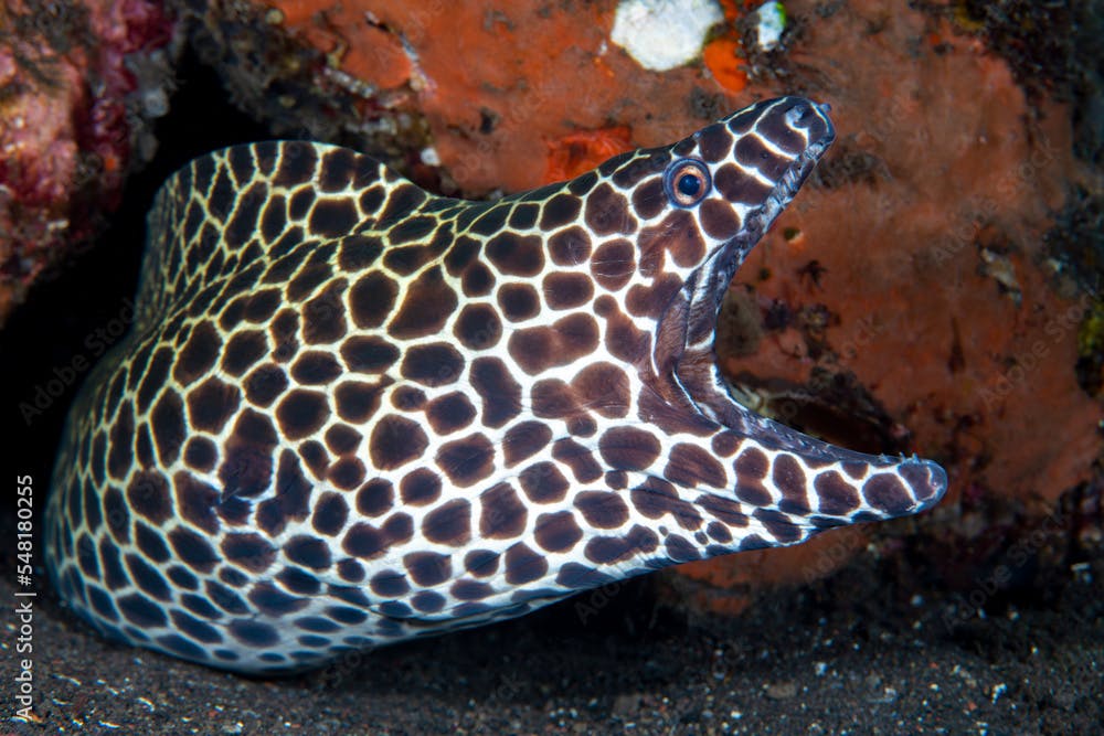 A Giant Honeycomb Moray -Gymnothorax favagineus lives under stones. Sea life of Bali, Indonesia.