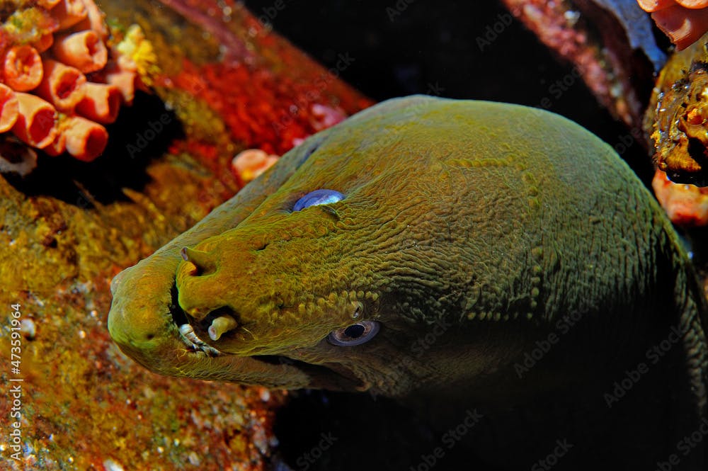 Panamic green moray eel, Gymnothorax castaneus, in crevice, Revillagigedo Islands, Roca Partida, Mexico