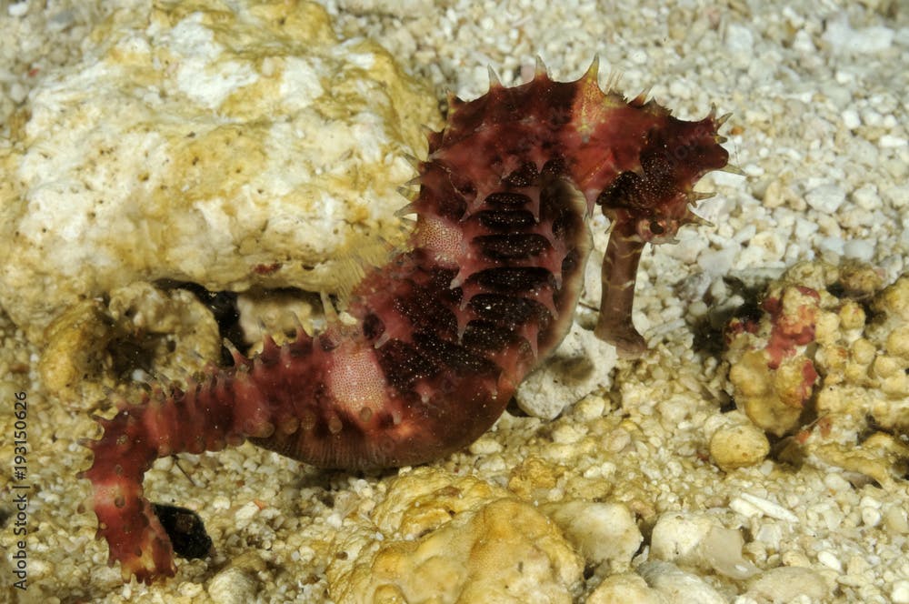 Hedgehog seahorse (hippocampus spinosissimus) macro photo taken in Malapascua island, Cebu Philippines