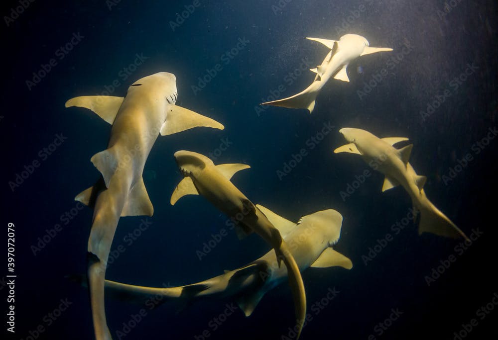A group of nurse sharks (Ginglymostoma cirratum) in the Maldives Alimatha shining golden