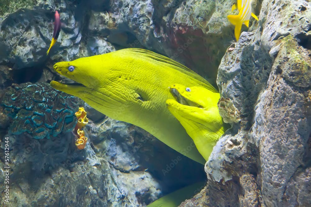 yellow  moray fish in coral reef