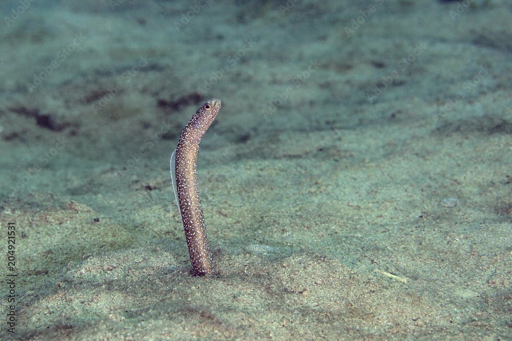 The enigma garden eel (Heteroconger enigmaticus).  Picture was taken in the Banda sea, Ambon, West Papua, Indonesia