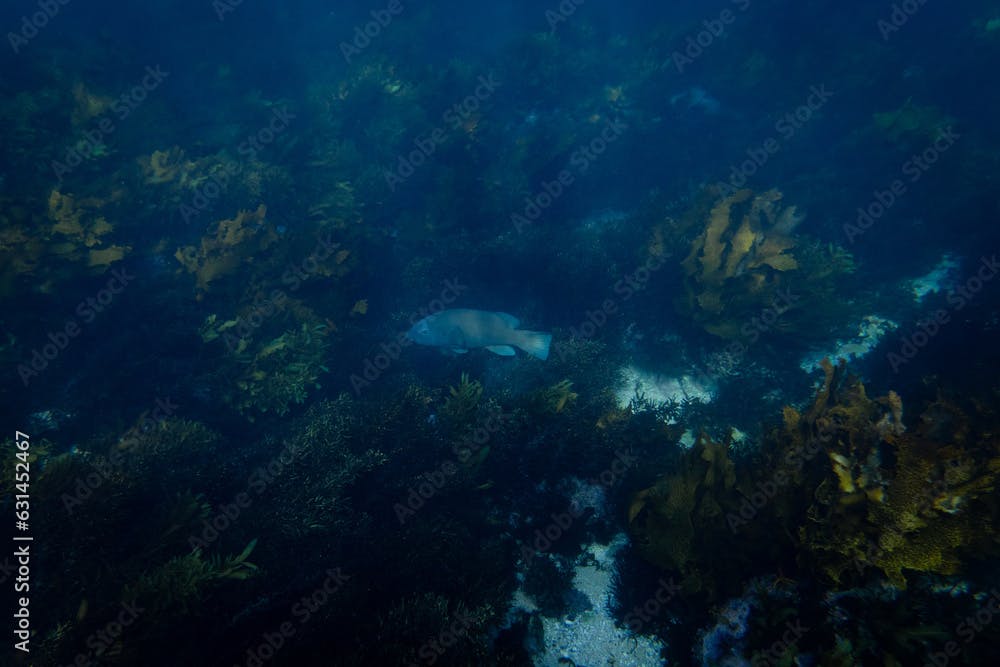 Blue grouper between the seaweeds.