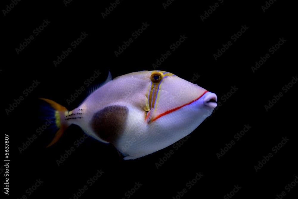 Blackbelly triggerfish (lat. Rhinecanthus  verrucosus) 