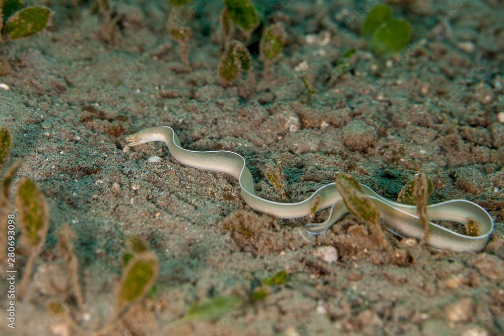 White-Margin Moray Eel hunting - Gymnothorax albimarginatus