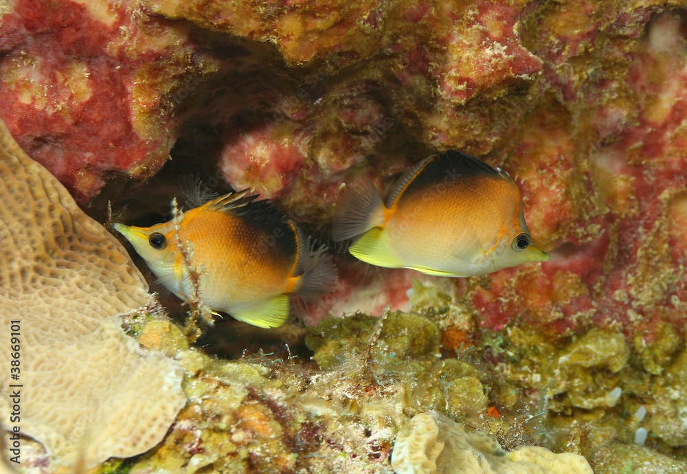 Longsnout Butterflyfish Pair (Prognathodes aculeatus) - Cozumel