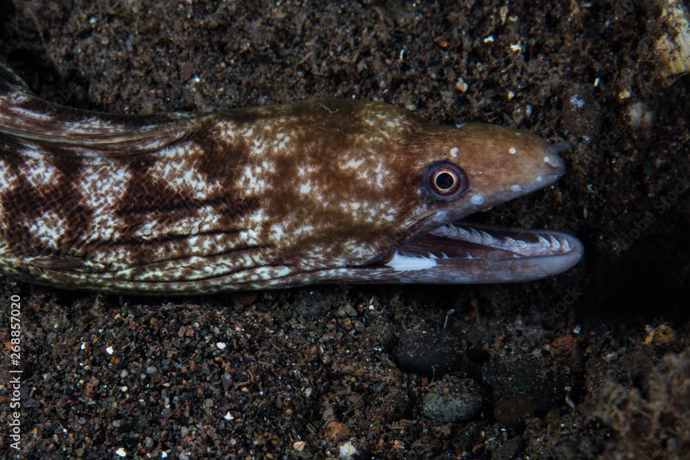 A Whitelip moray eel, Gymnothorax chilospilus, opens its jaws in Komodo National Park, Indonesia. This tropical area is known for its high marine biodiversity.