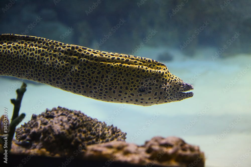Moray Eel. Gymnothorax miliaris. Fish underwater in the aquarium.