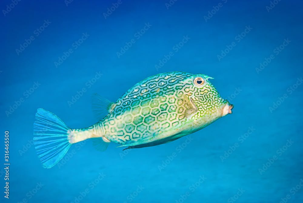 Honeycomb cowfish swimming in blue waters