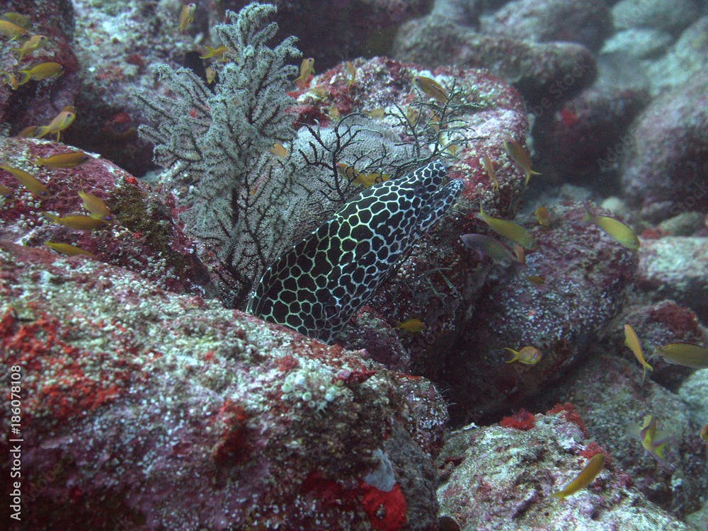 White spotted moray eel at the Komodo Islands