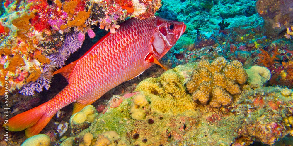 Red-face Squirrelfish, Sargocentron violaceum, Coral Reef, South Ari Atoll, Maldives, Indian Ocean, Asia
