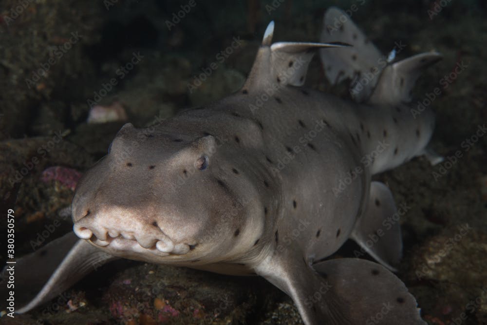 Heterodontus francisci, Horn Shark