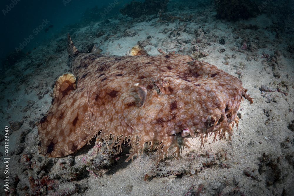Wobbegong shark camouflages with its surroundings while waiting for prey