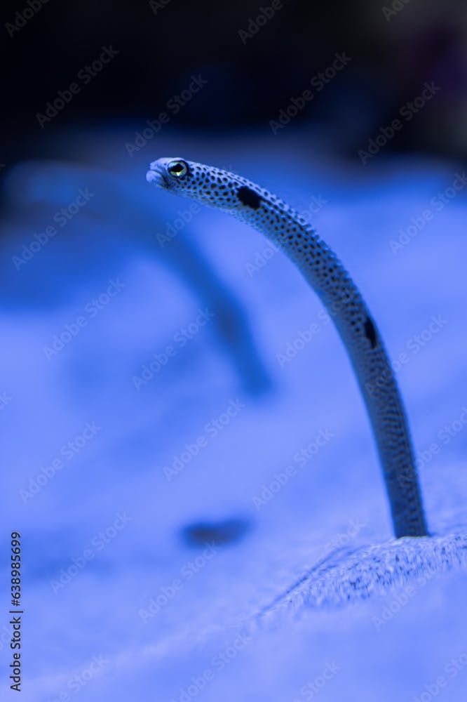 Spotted Garden Eel (Heteroconger hassi)