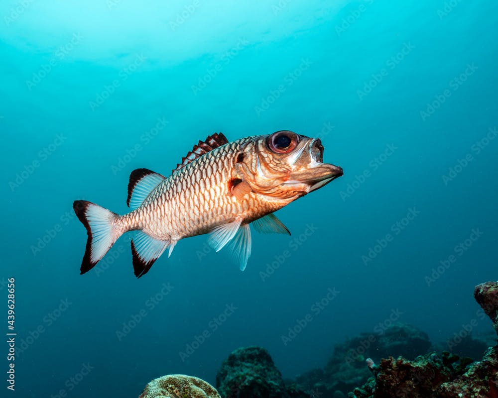 Shadowfin soldierfish, Myripristis adusta, in Maldives