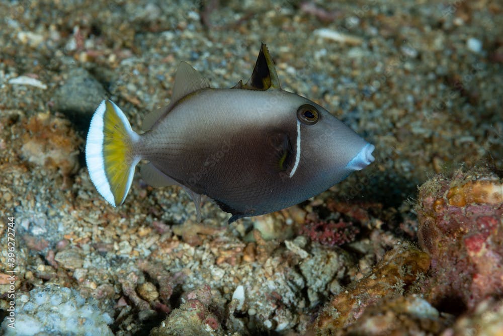 Flagtail Triggerfish Sufflamen chrysopterum