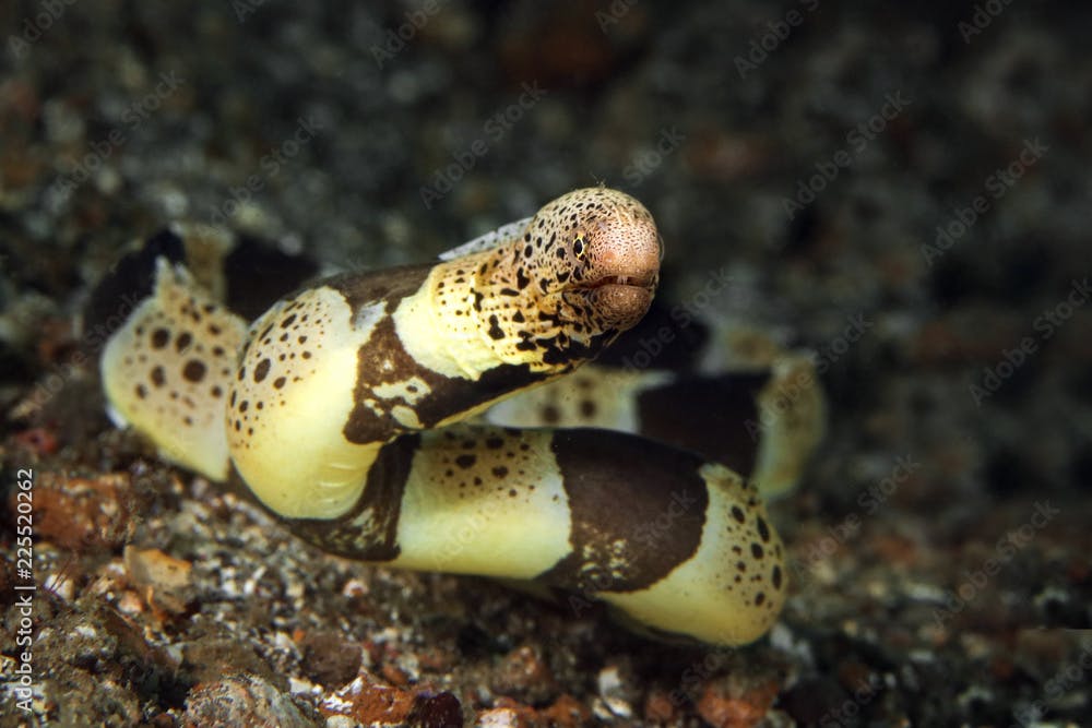 Banded mud moray eel (Gymnothorax chlamydatus) in Lembeh Strait, Indonesia