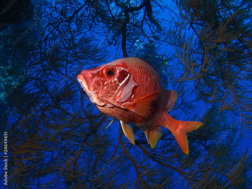 Macro red fish in blue cave with black coral and diver behind.