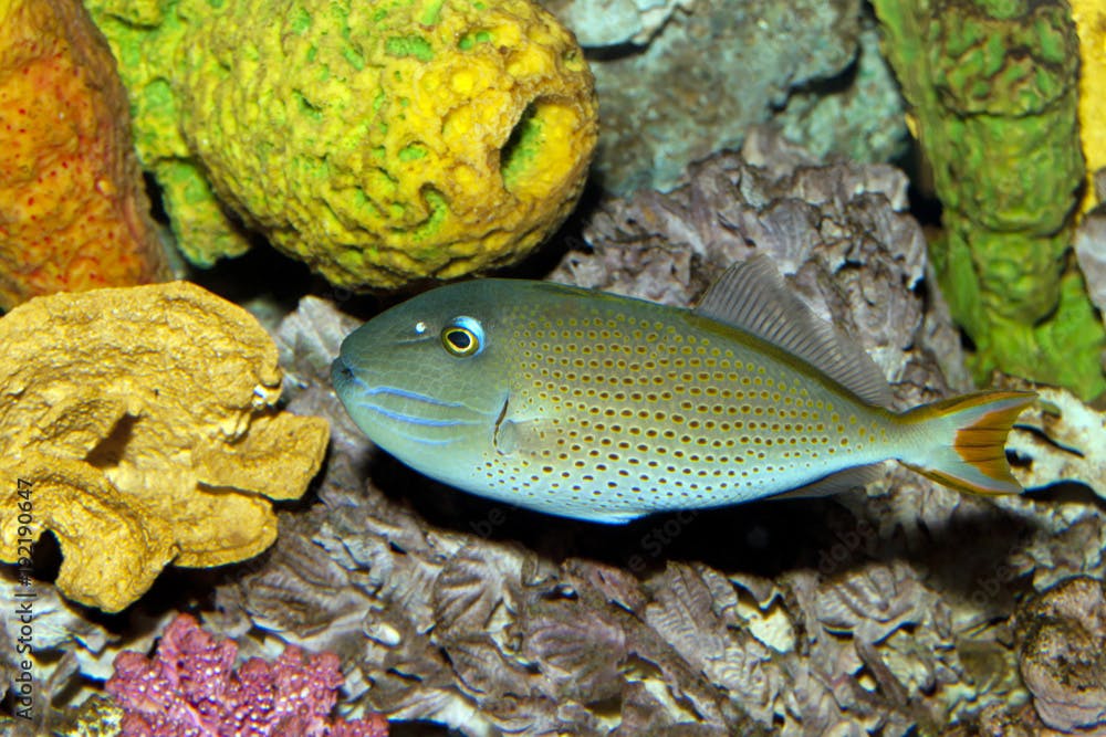Sargassum Triggerfish (Xanthichthys ringens)