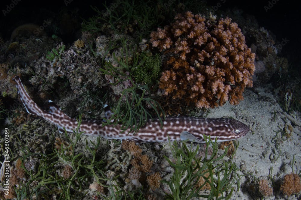 A reclusive Coral catshark, Atelomycterus marmoratus, is found on the shallow seafloor of a coral reef in Komodo National Park, Indonesia. This is a nocturnal species that is oviparous.