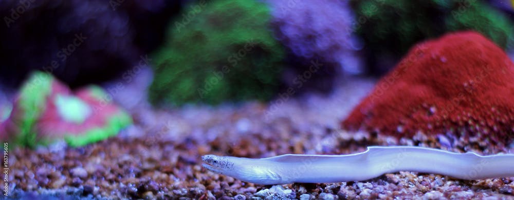 Ghost Eel (Pseudechidna brummeri)