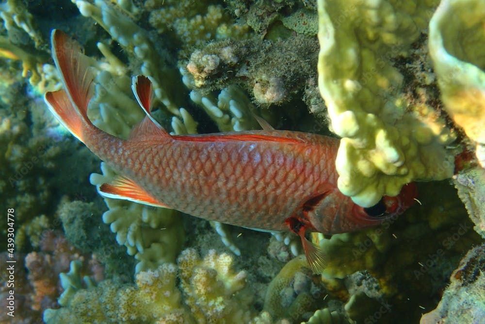 Pinecone soldierfish (Myripristis murdjan)