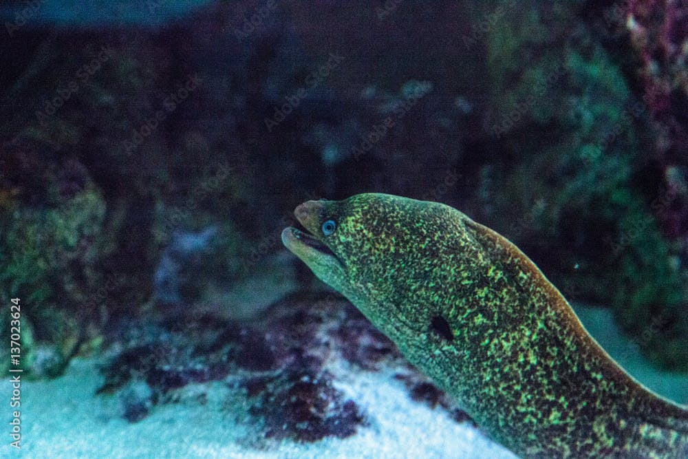 California moray eel Gymnothorax mordax