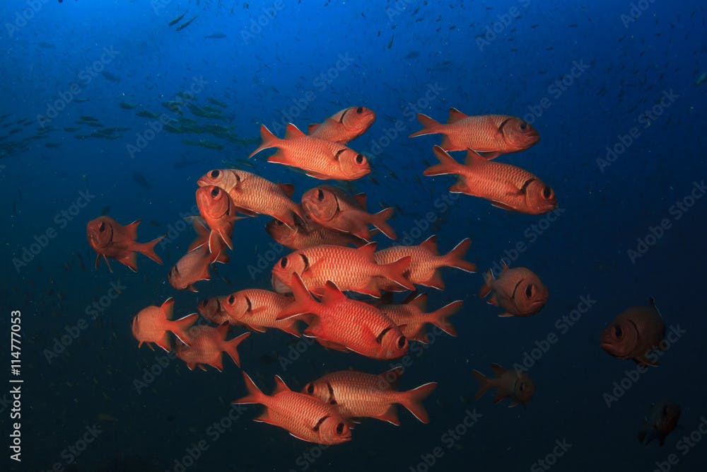 School of fish underwater in ocean