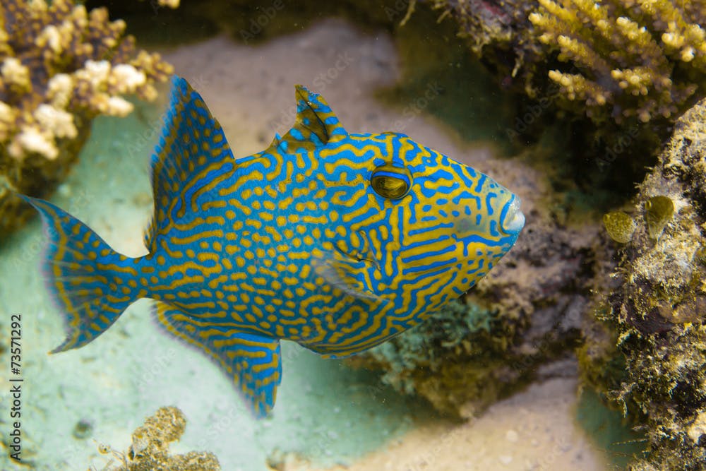bluelined triggerfish