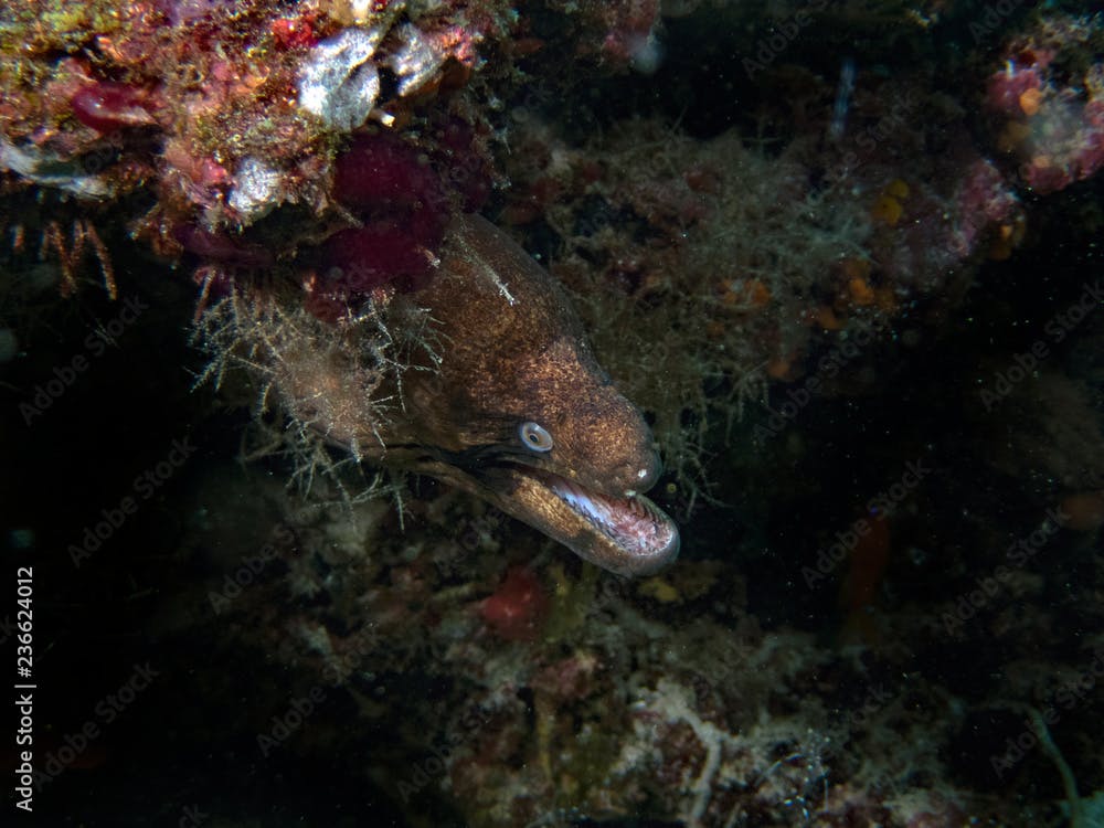 A Black Cheek Moray Eel (Gymnothorax breedeni) in the Indian Ocean