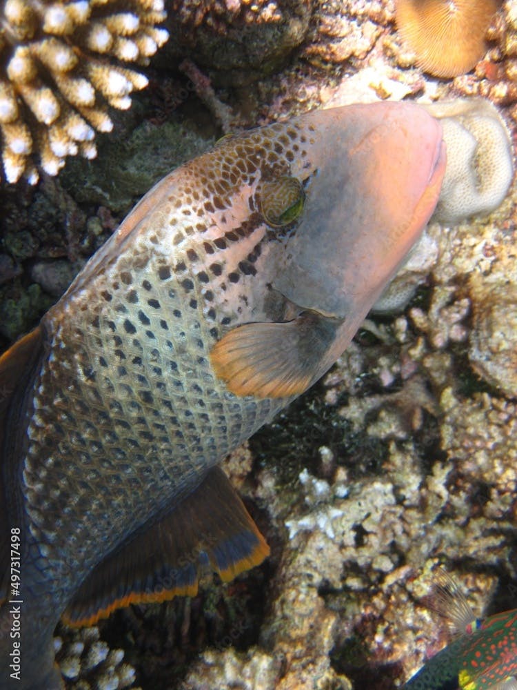 Yellowmargin Triggerfish - Pseudobalistes Flavimarginatus