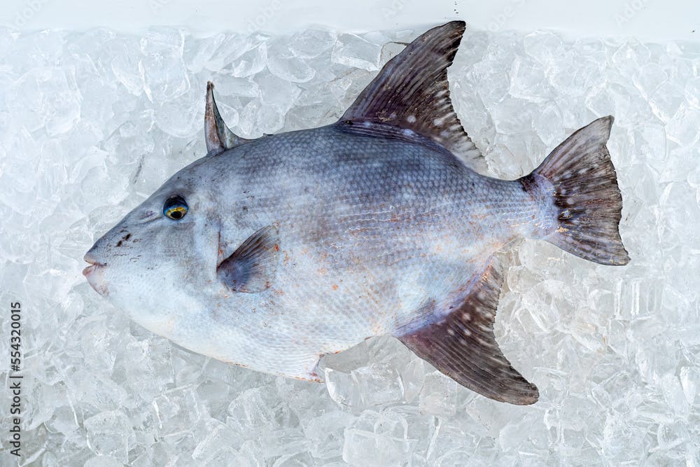 A Gray Triggerfish (Balistes capriscus) on ice after being caught by a fisherman in Florida, USA.