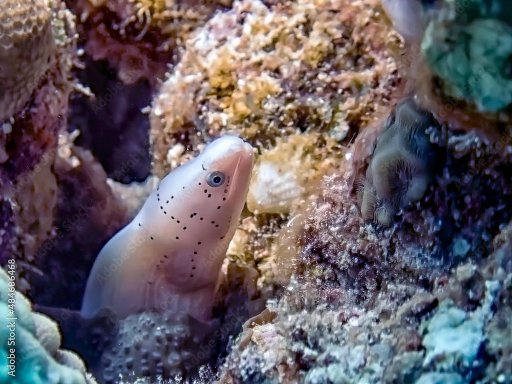 A Geometric Moray Eel (Gymnothorax griseus) in the Red Sea, Egypt