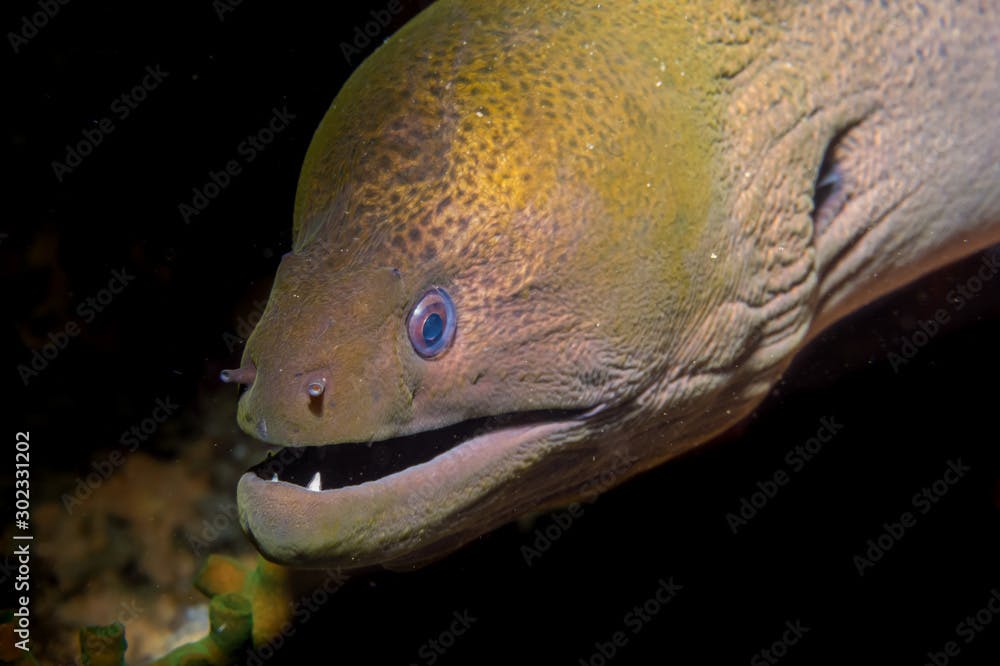 Giant Moray Eel ((Gymnothorax javanicus).  Scuba diving  and underwater photography,
