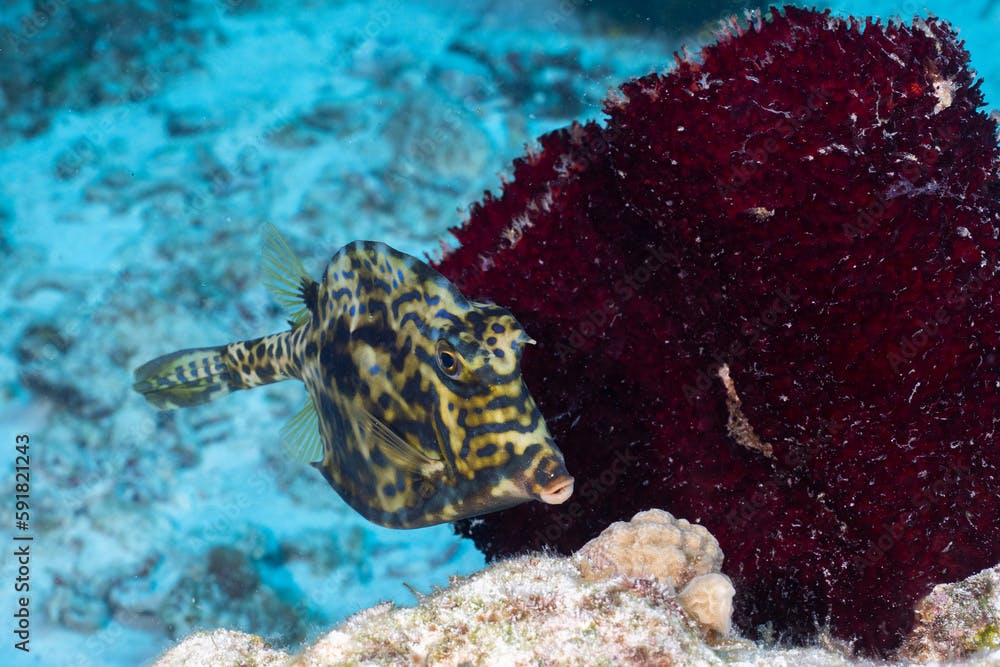 Honeycomb cowfish swimming in the reef