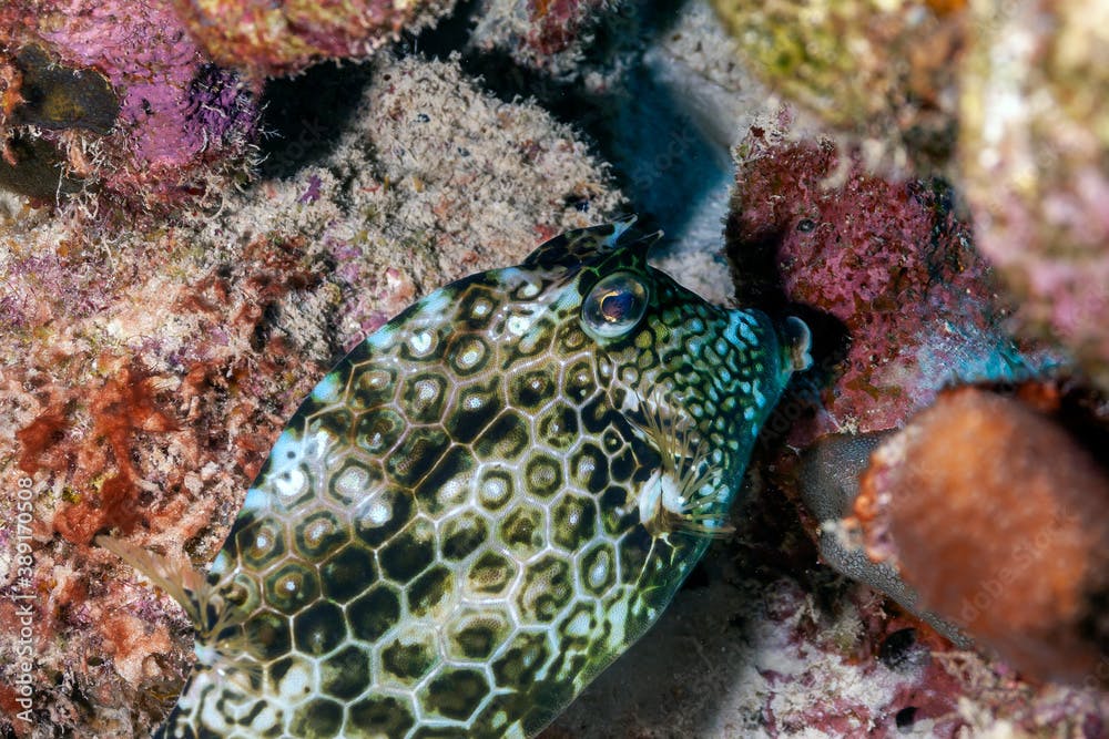  honeycomb cowfish ,Acanthostracion polygonius,