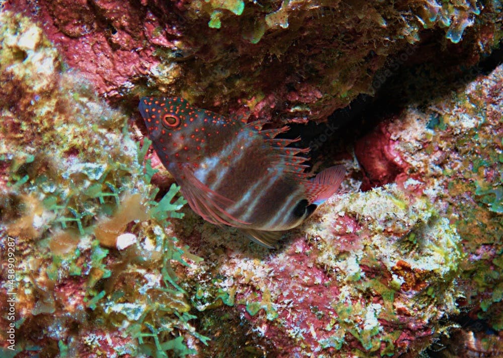 Redspotted Hawkfish on the Reef