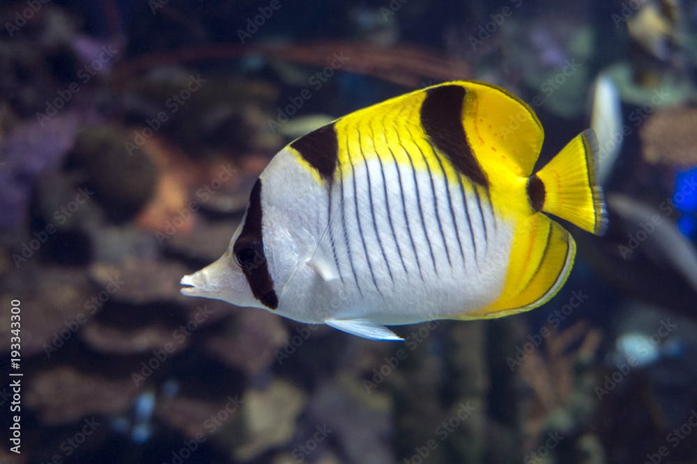 Pacific double-saddle butterflyfish Chaetodon ulietensis - tropical fish

