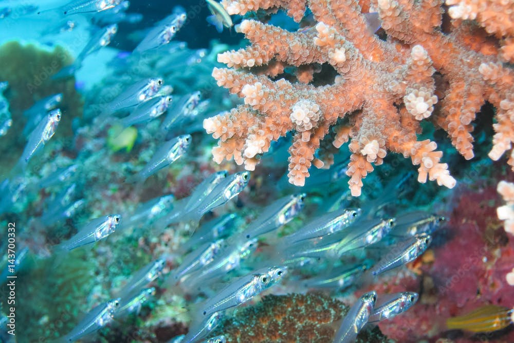スカシテンジクダイとサンゴ礁, Rhabdamia gracilis and coral reef