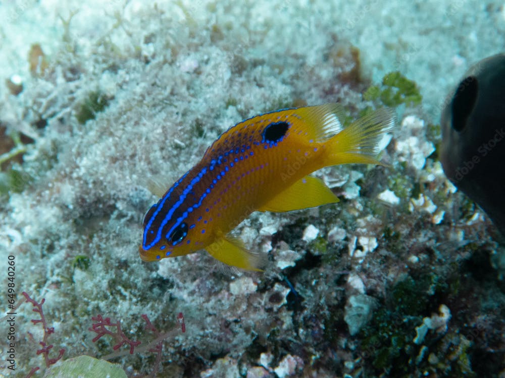 yellow and blue fish in the caribbean