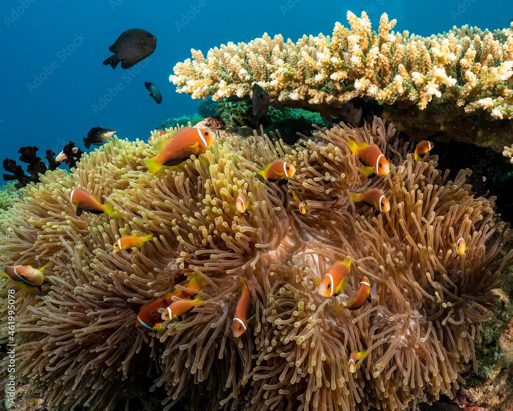 Maldive anemonefish, Amphiprion nigripes, in Maldives
