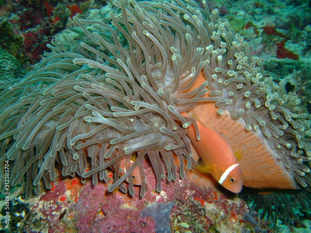 Maldives anemonefish (Amphiprion nigripes) in a sea anemone, Maldives