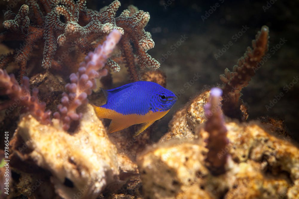 Fish. Chrysiptera hemicyanea. Colourful fish in an aquarium