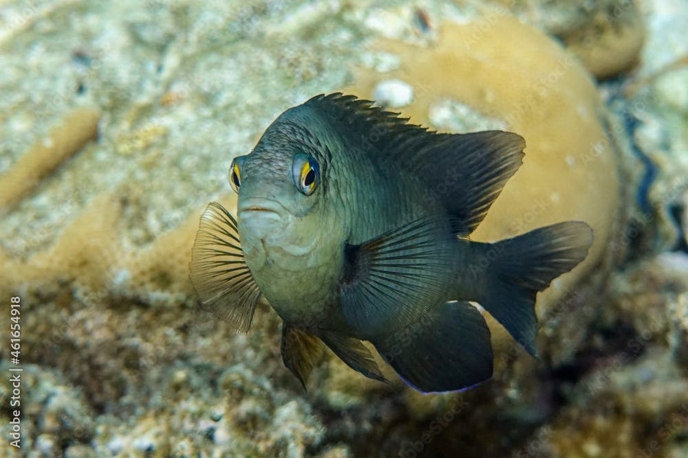 Dusky gregory fish  - Stegastes nigricans, Red sea
