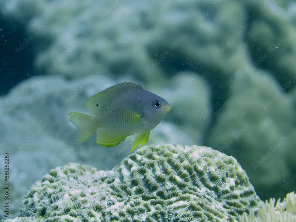 Coral reef with fish. Ambon Damsel fish, Pomacentrus amboinensis. A fish swims over the coral underwater.