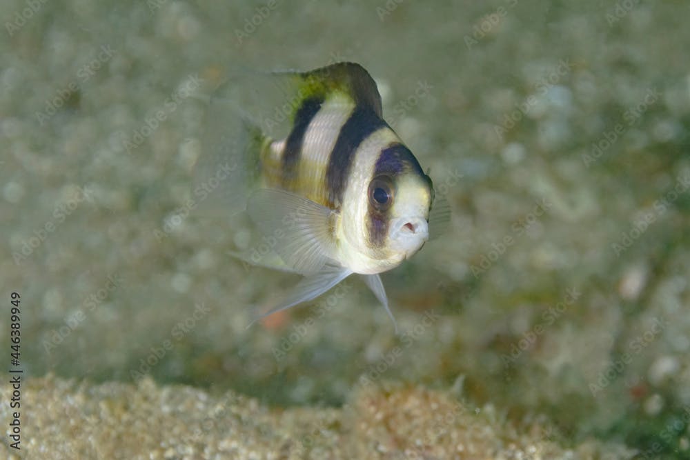 Amblypomacentrus breviceps fish near sea bottom