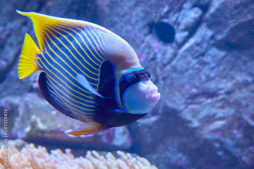 Beautiful emperor angelfish in reef, (Pomacanthus imperator).