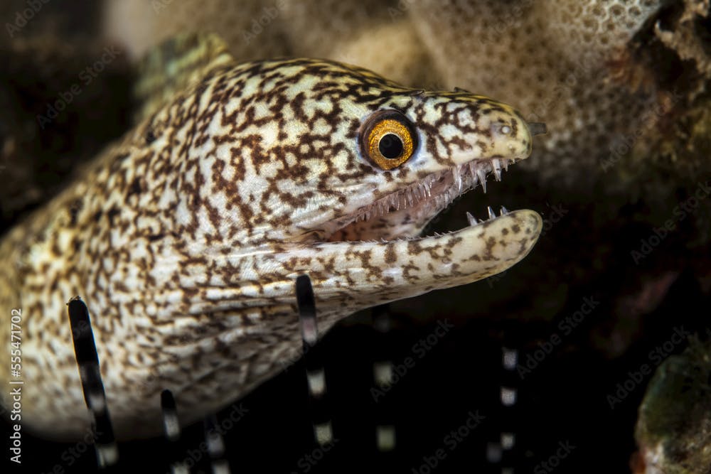 Close-up of a Stout moray eel (Muraena robusta) with sharp teeth; Wailea, Maui, Hawaii, United States of America