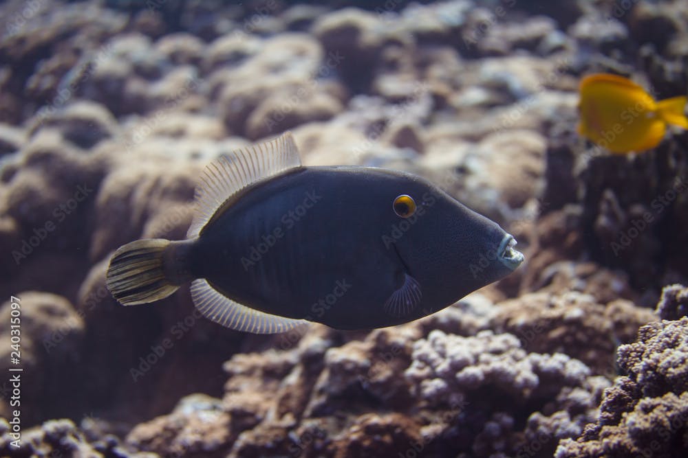 Masked Triggerfish on Coral Reef