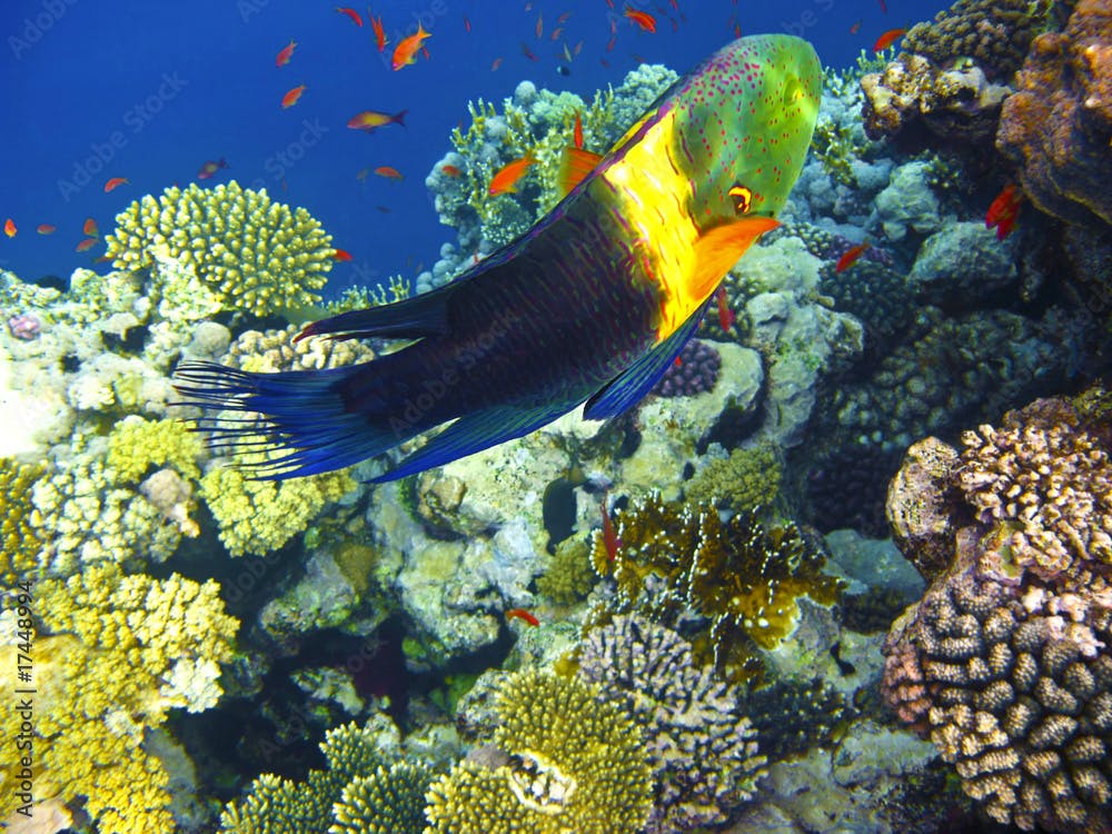 Boomtail wrasse and coral reef